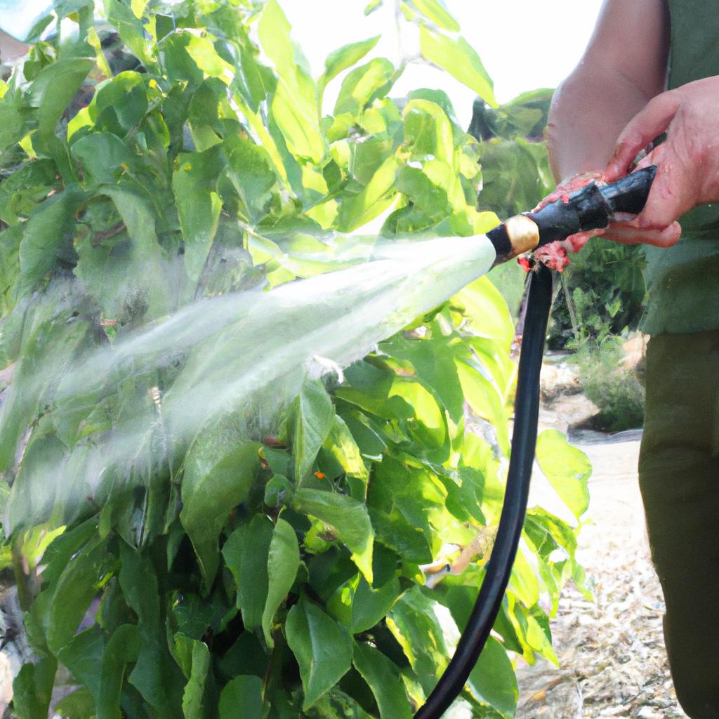 Person watering plants with hose