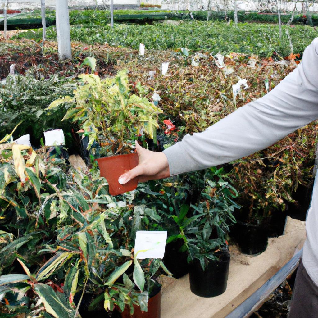 Person selecting plants in nursery